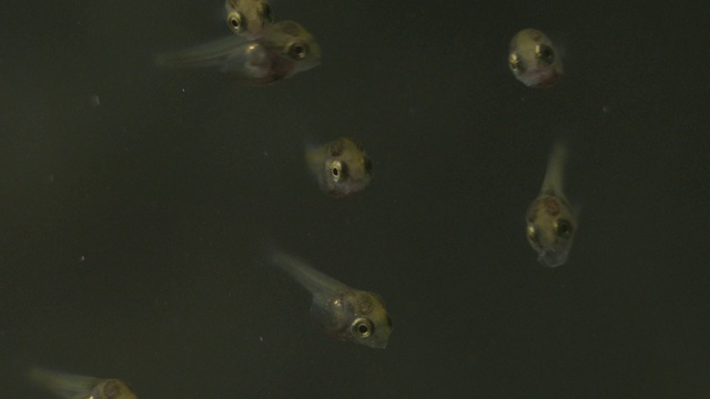 川贝鱼(一群鳜鱼)在上游的河里孵化并游泳视频下载
