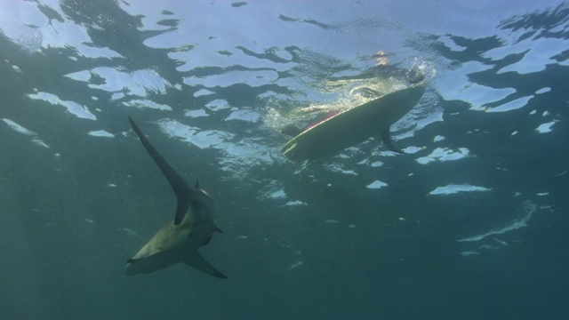 冲浪者和鲨鱼视频下载