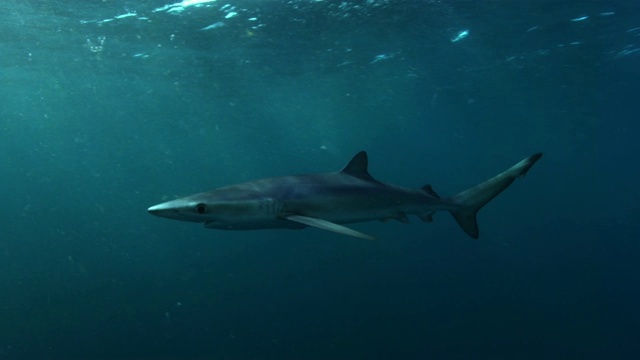 蓝鲨在水下游过摄像机视频下载