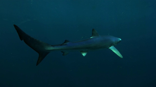 在水下游泳的蓝鲨视频下载