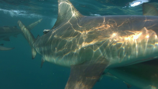 鲨鱼在水下靠近摄像机视频下载