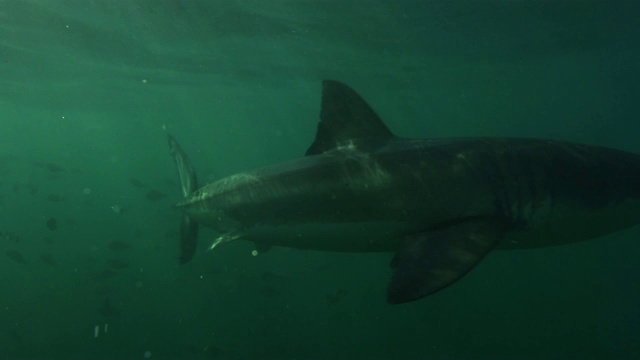大白鲨在镜头前游动视频下载