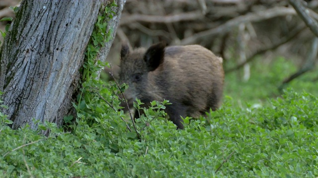 年轻的野猪在树林里奔跑视频下载