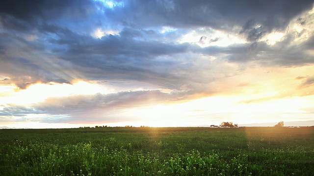 蒙大拿州大麦田上的日落视频素材