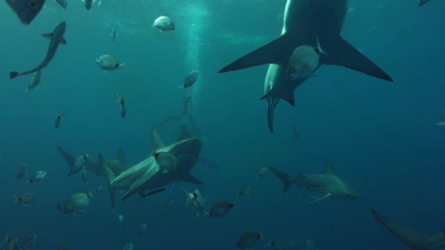 鲨鱼和水肺潜水员在水下视频下载