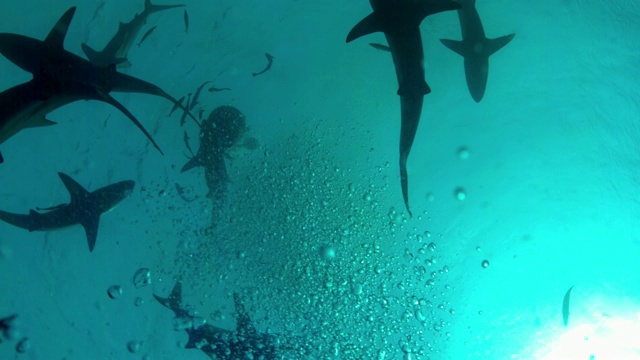水下的鲨鱼在水下被拍摄下来视频下载