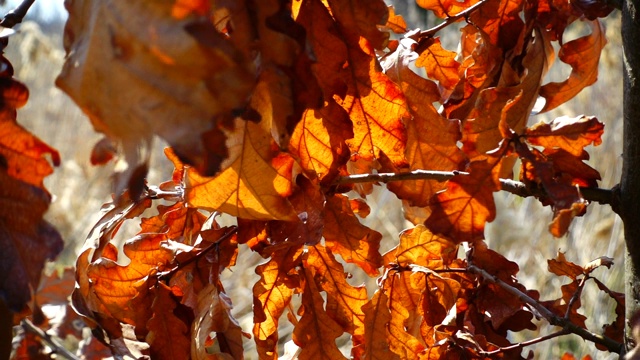 橡树在秋天落叶。视频素材