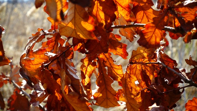 橡树在秋天落叶。视频素材
