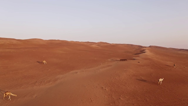 阿曼沙漠中的野生骆驼视频素材
