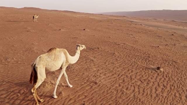 在阿曼沙漠中行走的野生骆驼视频素材
