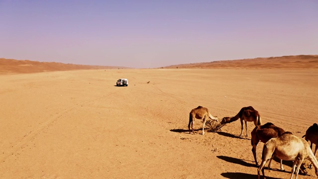阿曼沙漠中的空中游客和野骆驼视频下载
