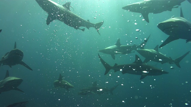 鲨鱼和潜水员在水下视频下载