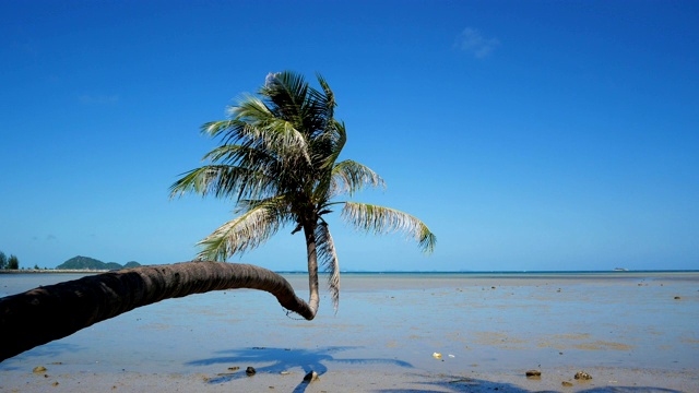 沙滩上挂着一棵椰子树视频素材