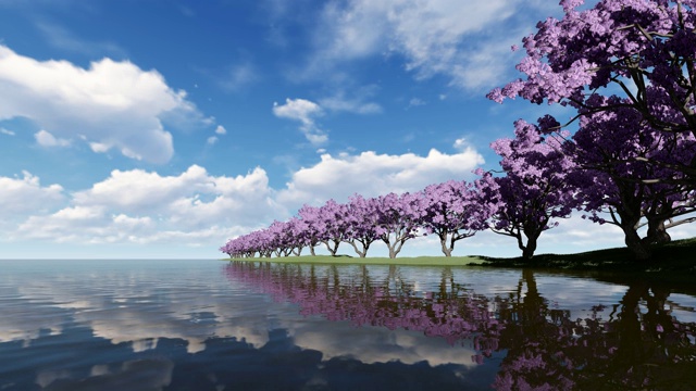 在岸边河附近的樱桃树上的樱花4k视频下载