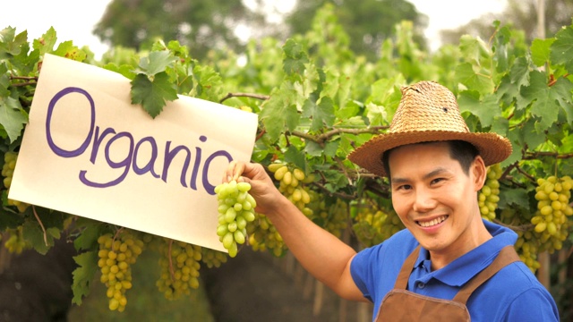 快乐的年轻农民抱着葡萄串在有机葡萄园的背景视频下载