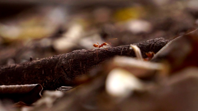 红蚂蚁有着自然的美丽视频下载