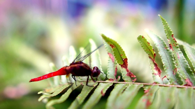 红蜻蜓带着大自然的美视频下载
