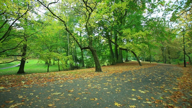 公园里美丽的秋树视频素材