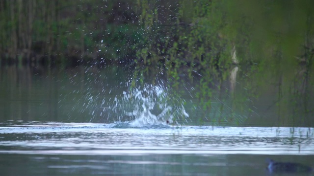 欧亚海狸(蓖麻纤维)视频素材