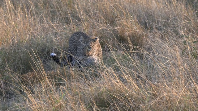 一只豹靠近并坐在肯尼亚的马赛马拉视频下载