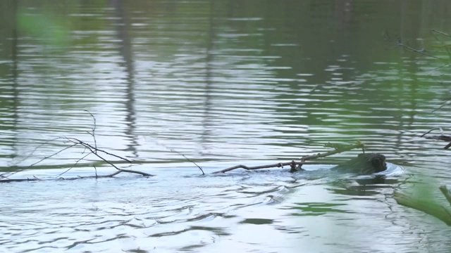 欧亚海狸(蓖麻纤维)视频素材