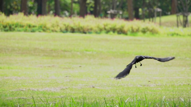 高清超级慢动作的黑鸟飞行视频素材