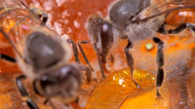 工蜂在芒果果酱上找到花蜜的特写视频素材