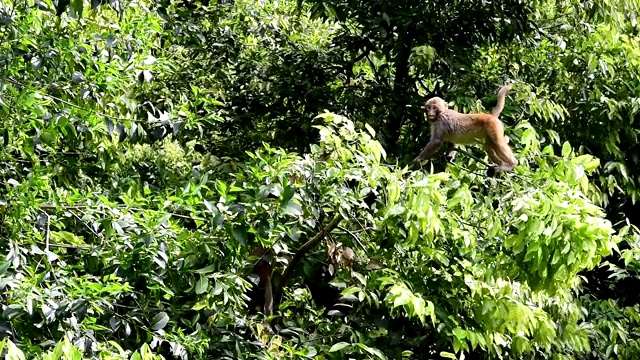 猴子们在树上玩视频素材