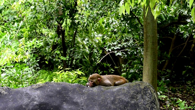 猴子们在岩石上玩视频素材