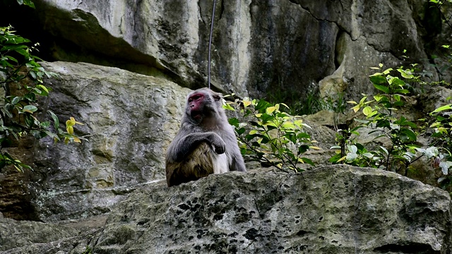 野生猕猴的日常生活是吃食物视频素材