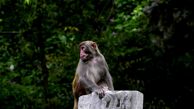 野生猕猴的日常生活，猴子坐在那里视频下载