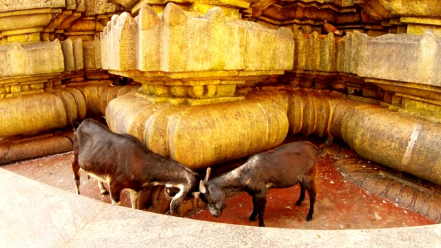 两只黑山羊在Kamakhya Maa庙古老的石柱附近互相碰撞视频素材