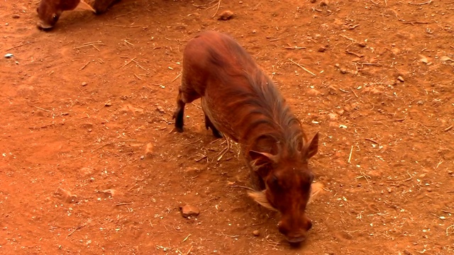 在非洲的肯尼亚，两只疣猪正弯着前爪在地上寻找食物视频下载