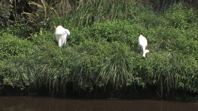 新西兰怀坦佐罗托自然保护区。一只白鹭和一只皇家琵鹭在河岸上。视频素材