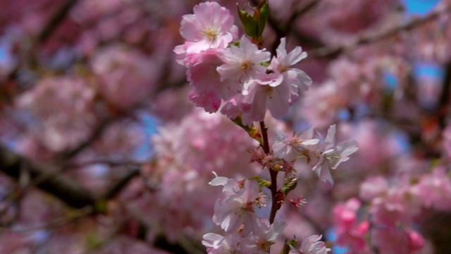 樱花的枝条。视频下载