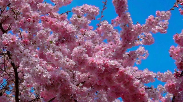 蜜蜂飞着从樱桃树上采集花粉视频下载