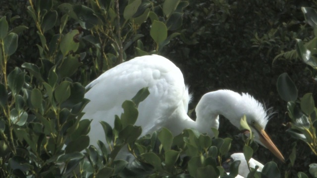 新西兰怀坦佐罗托自然保护区。白鹭的特写。视频素材