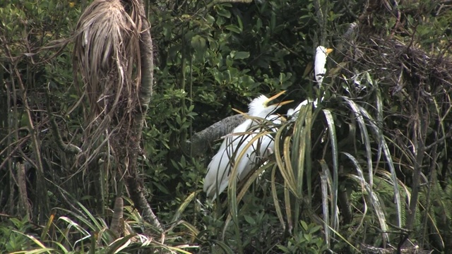 新西兰怀坦佐罗托自然保护区。白苍鹭。视频素材