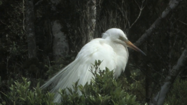 新西兰怀坦佐罗托自然保护区。白鹭的特写。视频素材