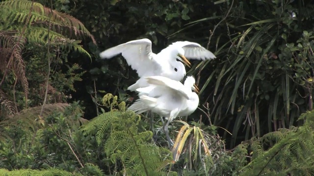 新西兰怀坦佐罗托自然保护区。两只白鹭的特写。视频素材