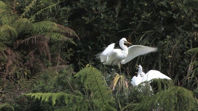 新西兰怀坦佐罗托自然保护区。一只白鹭正在喂养两只未成熟的雏鸟。视频素材