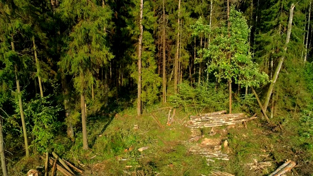 鸟瞰森林的美景。无人机沿着树木降落到砍伐森林的地方。砍倒的树干躺在地上视频素材