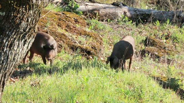 草原上春天的伊比利亚猪视频下载