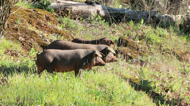 草原上春天的伊比利亚猪视频下载