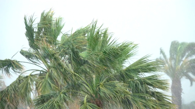 棕榈树在热带风暴的强风中摇曳。飓风暴雨。强热带风暴视频素材