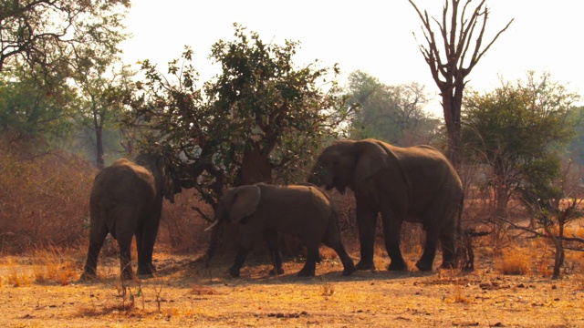 象群在吃树叶视频下载