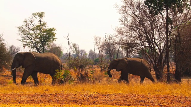 象群在非洲丛林中行走视频下载