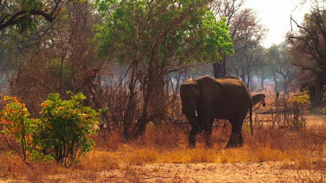 非洲大象在非洲的风景中行走视频下载
