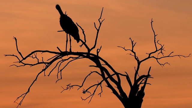 日落时分，马赛马拉国家保护区，肯尼亚，非洲，马拉鹳视频素材