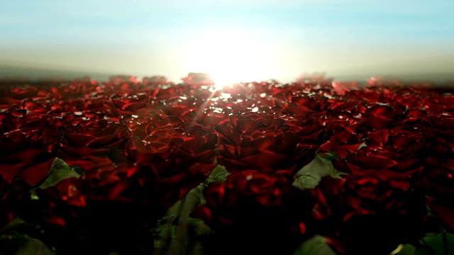 美丽平静的日出，红玫瑰的田野视频下载